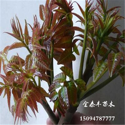 河北5公分香椿苗價格?5公分大棚香椿苗廠家?圖片|河北5公分香椿苗價格?5公分大棚香椿苗廠家?產(chǎn)品圖片由泰安金泰豐苗木公司生產(chǎn)提供-