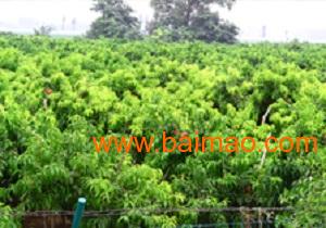 河北苗木基地直銷 嘯林苗木sell 河北苗木 河北苗木基,河北苗木基地直銷 嘯林苗木sell 河北苗木 河北苗木基生產(chǎn)廠家,河北苗木基地直銷 嘯林苗木sell 河北苗木 河北苗木基價格