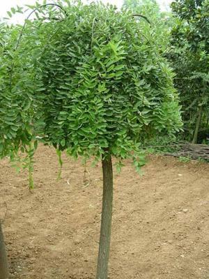 10公分國槐價格、12公分國槐報價、12公分國槐_農副產品_世界工廠網