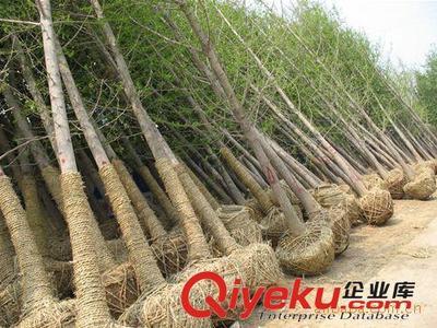 邳州市飛越銀杏苗木購(gòu)銷(xiāo)部：專(zhuān)業(yè)供應(yīng)銀杏樹(shù)與嫁接銀杏樹(shù)，打造優(yōu)美庭蔭景觀