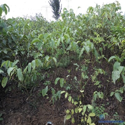 溫185核桃苗 鄭優(yōu)新品種，泰安旺運(yùn)苗木中心專(zhuān)業(yè)供應(yīng)