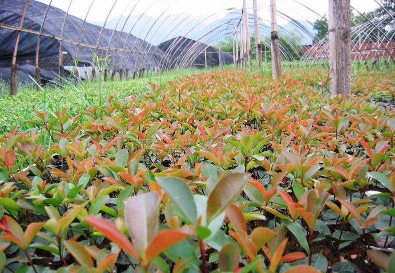 紅葉石楠穴盤(pán)苗與網(wǎng)袋苗 價(jià)格、廠家與種植指南
