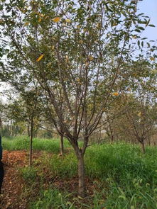 賀萬(wàn)順苗木種植園入駐苗木通，專(zhuān)注優(yōu)質(zhì)苗木之路