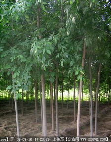 園林綠化產(chǎn)業(yè)全鏈條服務(wù) 苗木供應(yīng)、資材采購(gòu)與信息交流平臺(tái)