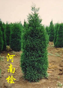 河南添寶苗木基地 專(zhuān)業(yè)苗木種植與供應(yīng)的行業(yè)標(biāo)桿