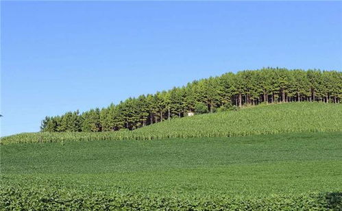 國(guó)家造林計(jì)劃 苗木人的無(wú)限商機(jī)