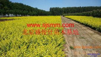 北京通州300畝苗圃 大量供應金葉女貞及30余種苗木，專業承接各類綠化工程
