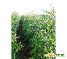 綠化苗木的選擇與養護要點